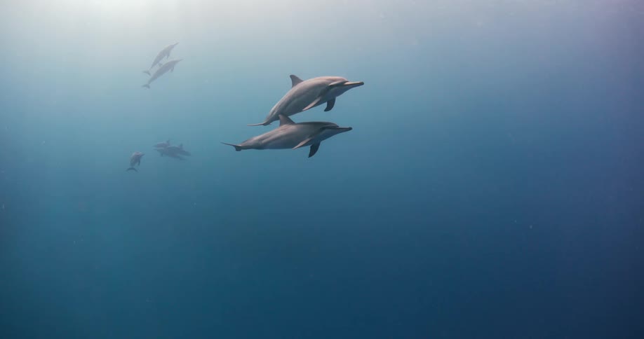 A group of dolphins swimming underwater in the ocean