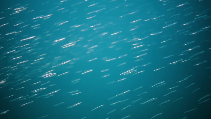 Fish swimming under water