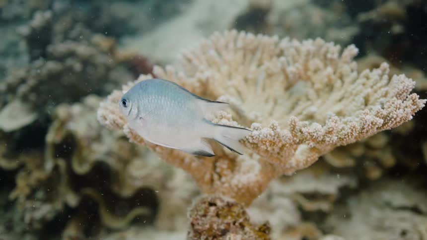 A fish swimming around coral reef in the ocean