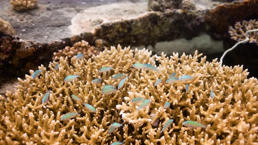 Underwater footage of small blue fishes swimming over a coral reef in the caribbean