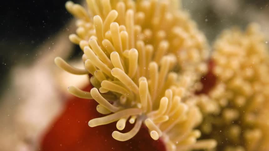 Sponge sealife move underwater