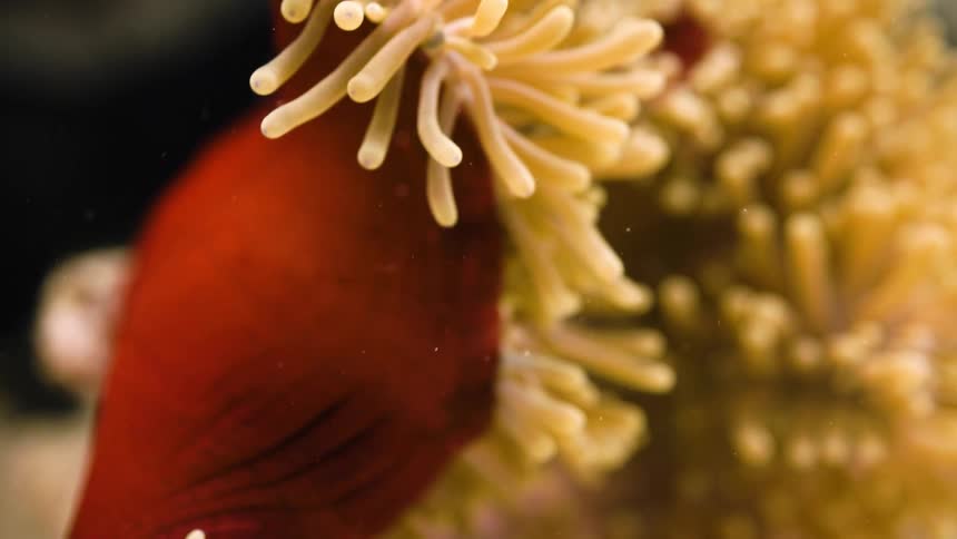 Extreme close up of the structure of an anemone on the bottom of the ocean