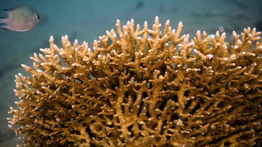 Underwater footage of small fishes swimming over a coral reef in the caribbean