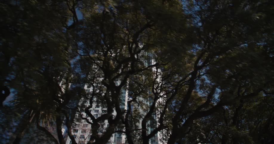Exterior view of apartment building seen through tree