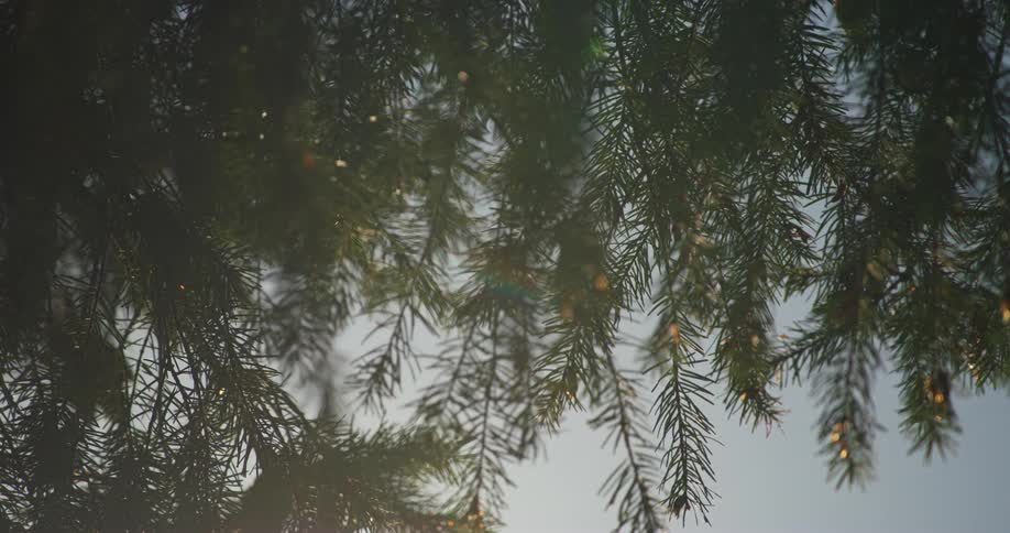 Camera pans to the left looking upwards through pine tree branches