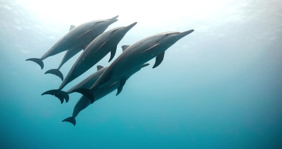 A school of dolphins are together underwater as light shines from above