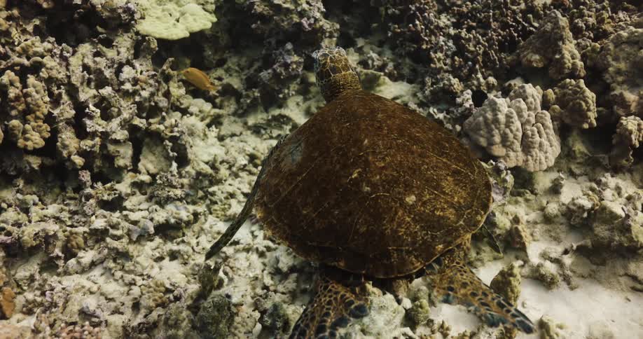 A turtle is swimming underwater above the seabed where fish are swimming