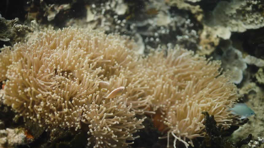 Underwater footage of small fishes swimming over a coral reef in the caribbean