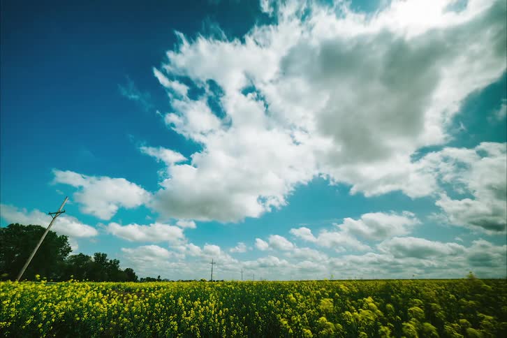 Time lapse of white clouds on a blue sky passing over a field of yellow wild flowers at daytime