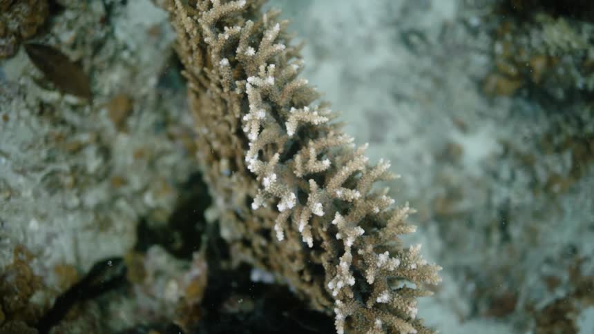 Coral reef on an ocean floor