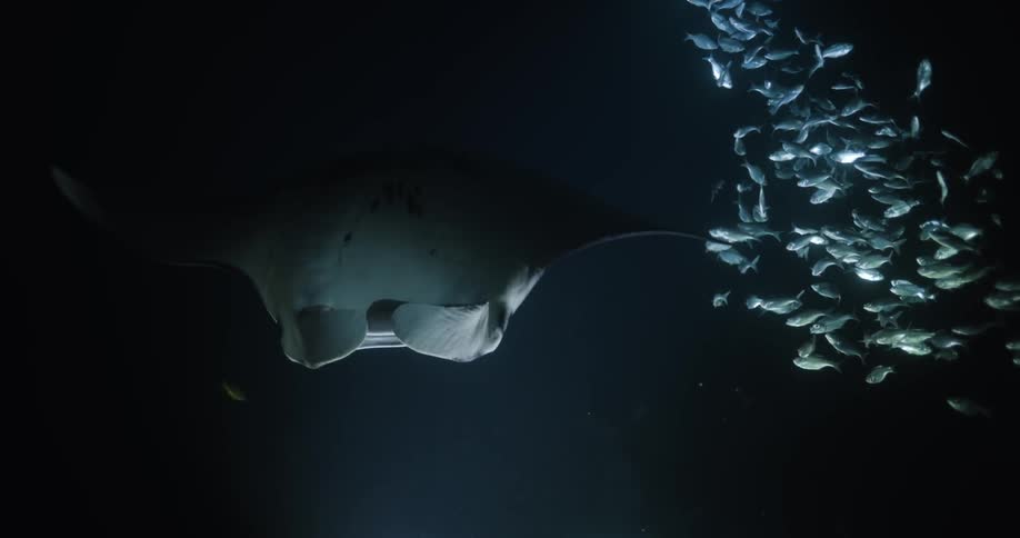 A school of fish swims near a manta ray swimming with mouth open