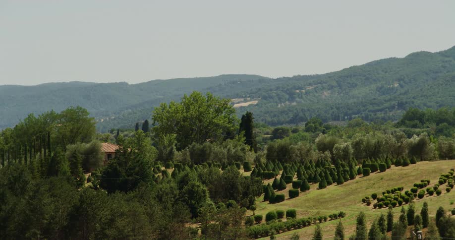 Landscape view of trees and hills
