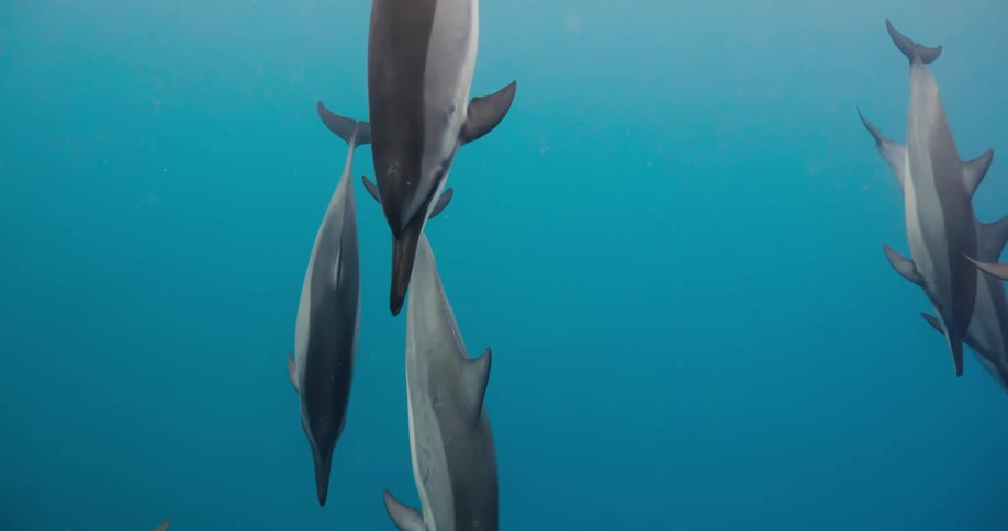 Pod of dolphins swim through blue water
