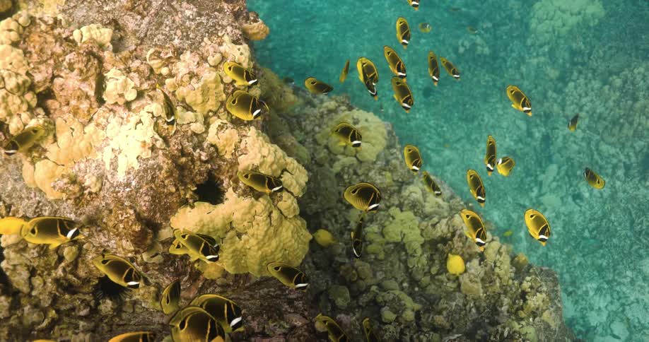 School of yellow and black saltwater fish swim around coral reef