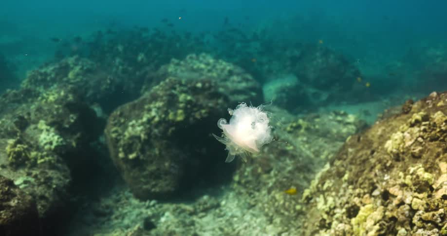 Small white translucent jellyfish floating over a coral reef in the ocean