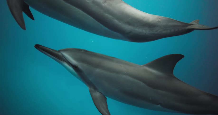 Dolphins swimming under water in the ocean