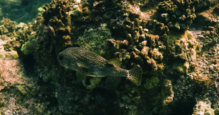 Underwater footage of a small tropical fish swimming over a coral reef in the caribbean