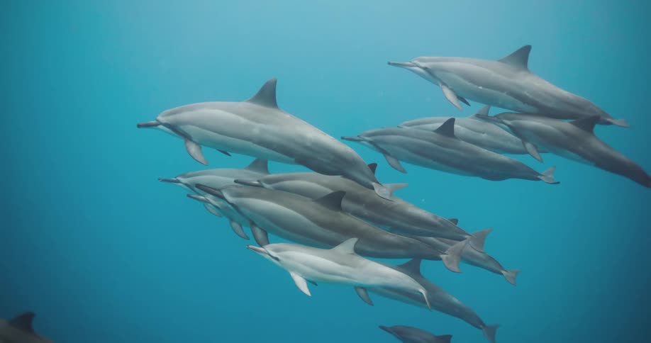 Underwater footage of a pod of dolphins swimming on the blue ocean waters