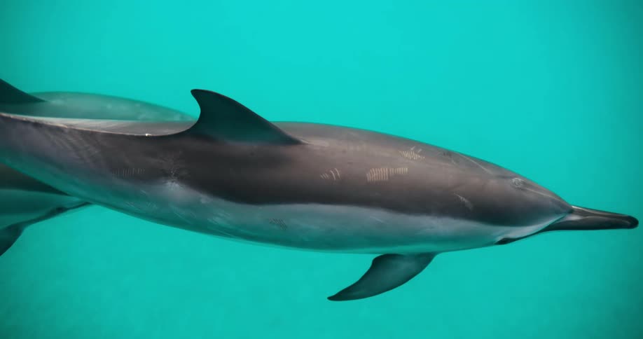 A small group of dolphins are swimming together