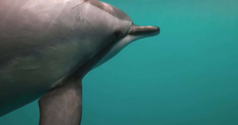 A dolphin swimming in turquoise ocean water