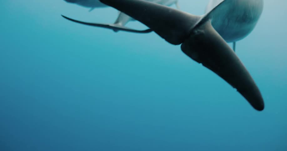 A view of dolphins swimming in the ocean