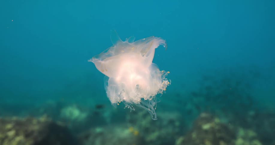 Small white jellyfish swimming over a coral reef on the blue ocean water
