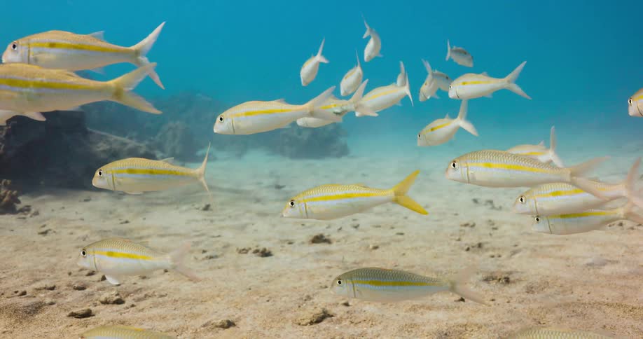A school of yellow striped fish swimming over an ocean floor