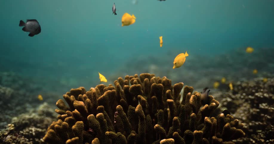 Fish swimming around coral reef in the ocean