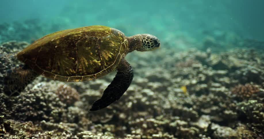 A sea turtle is swimming underwater above the seabed