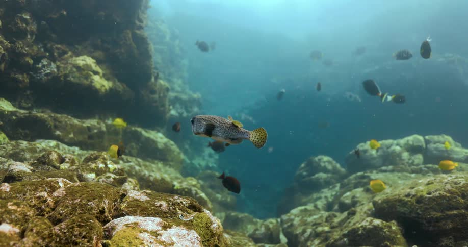 A fish swims near the rocky sea floor during the day
