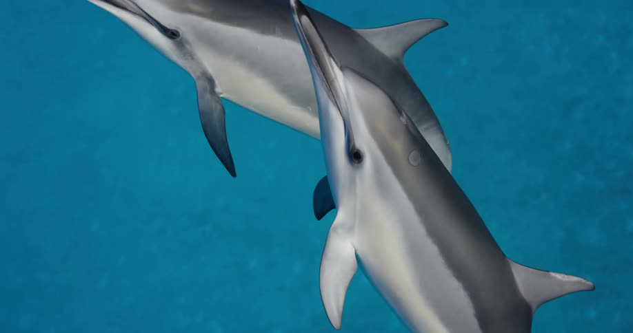 Dolphins swimming in turquoise ocean water