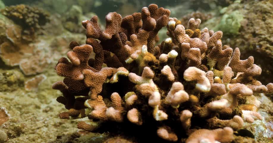 Camera slowly pans closer to a coral as a few small fish swim nearby