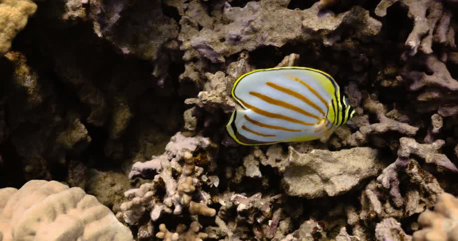 A view of a fish swimming in a reef