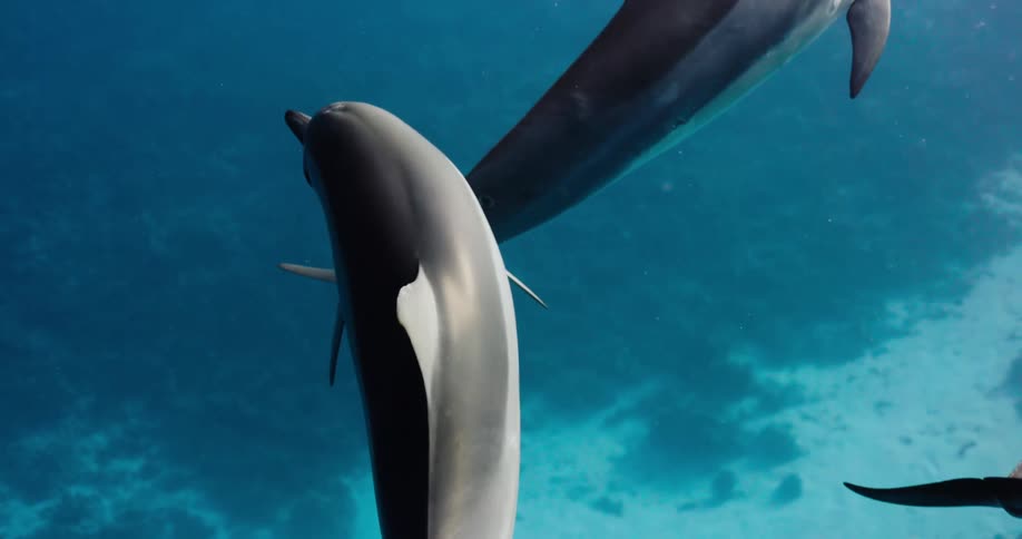 A group of dolphins swim along the bottom of the sea