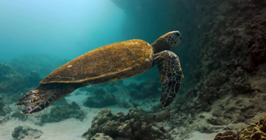 A sea turtle swimming over coral reef in the ocean