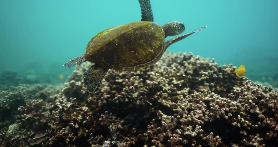A sea turtle swimming over a coral reef in the ocean