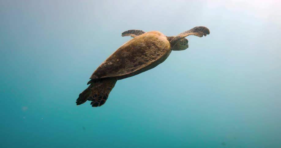 Turtle swims in the ocean water