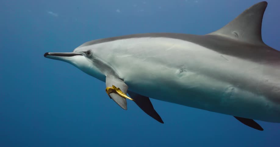 A dolphin swimming in the ocean