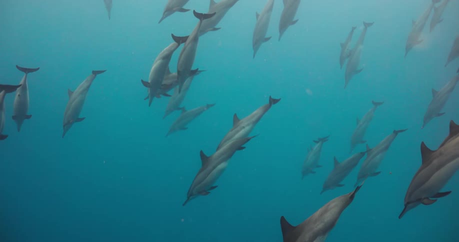 A school of dolphins is swimming down to deeper water