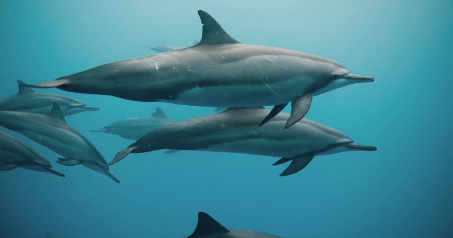 Dolphins slowly swim by the camera in a pod