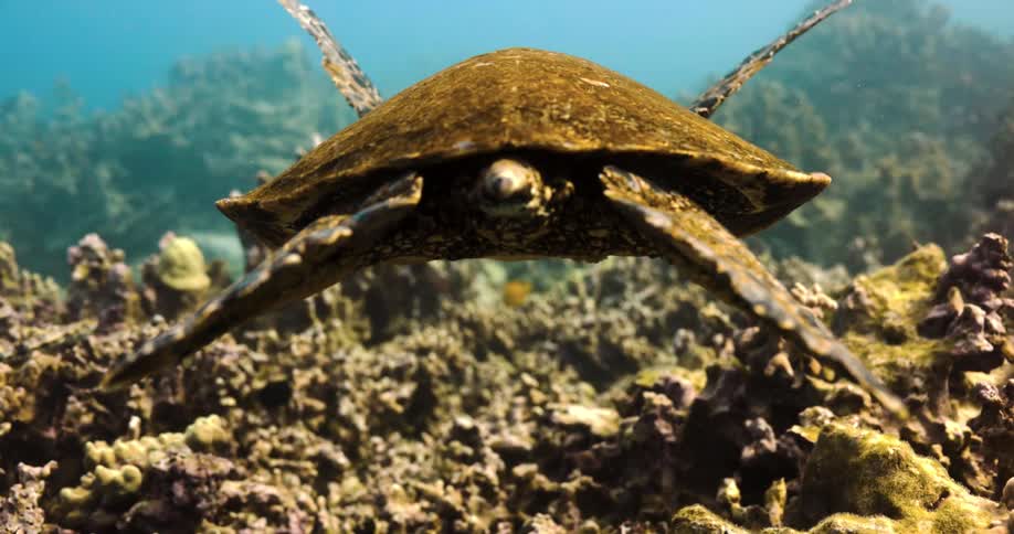 Sea turtle swims through murky water over reef