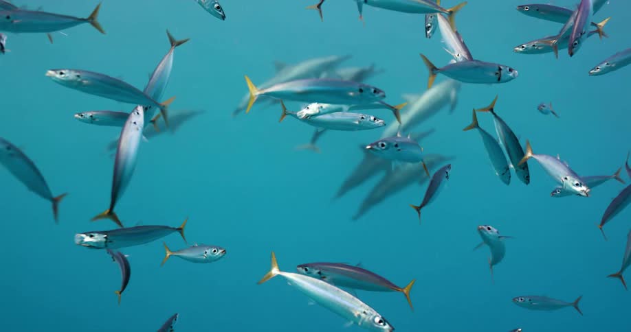 A school of fish is swimming around each other in the ocean