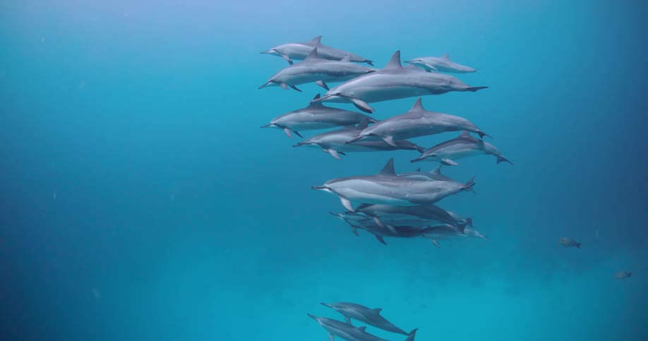 Pod of dolphins slowly swims to the left of the shot underwater