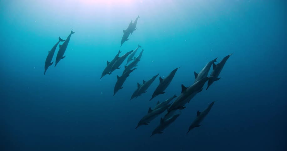 Pod of dolphins swimming together at the ocean