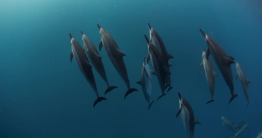 Pod of dolphins swim through blue water