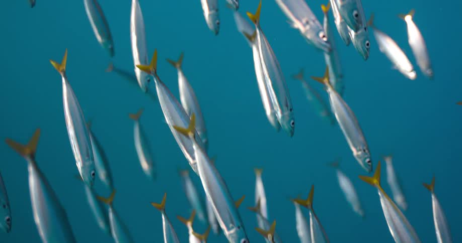 A school of silver fish swimming in the ocean