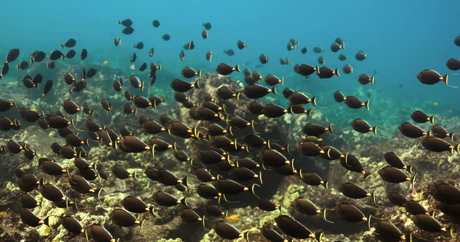 The fish are swimming underwater