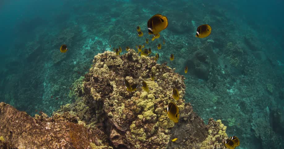 A school of brown and gold fish is hovering just above a large piece of coral