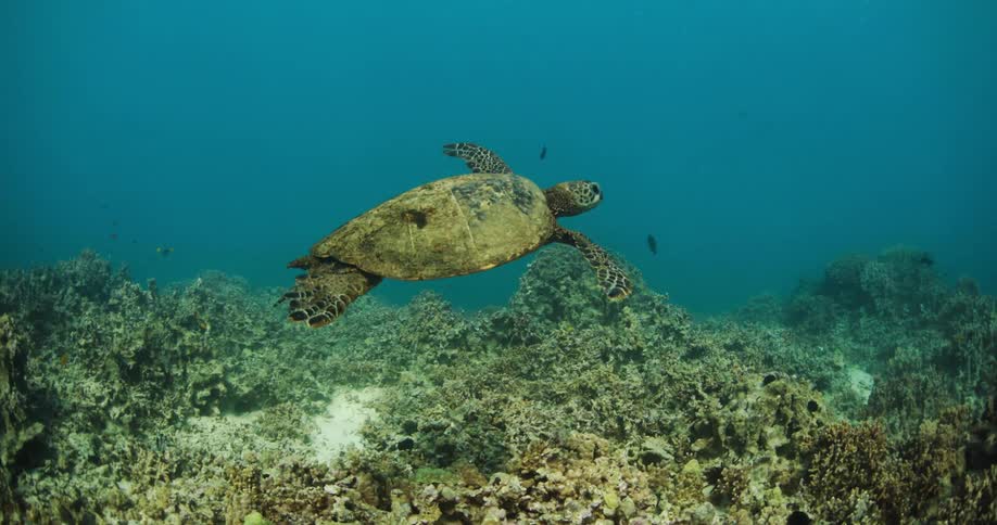 A sea turtle swimming over coral reef in the ocean
