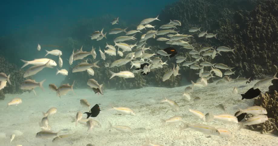 Camera slowly follows a school of fish swimming lazily